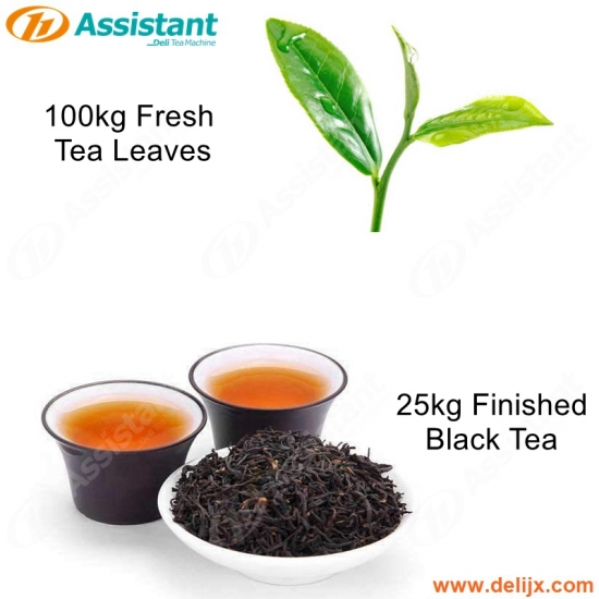 100kg taze çay yaprakları 25kg bitmiş siyah çay için işleme makinesi